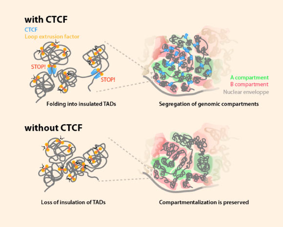 A study by Nora et al provides new insights into the rules governing human genome organization. Image credit: Nora et al, doi: 10.1016/j.cell.2017.05.004.