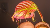 Eulophophyllum kirki. Image credit: Peter Kirk.
