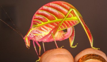 Eulophophyllum kirki. Image credit: Peter Kirk.