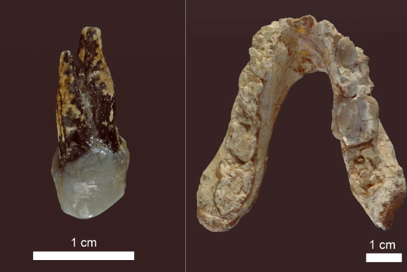Left: 7.24-million-year-old upper premolar of Graecopithecus freybergi from Azmaka, Bulgaria. Image credit: Wolfgang Gerber / University of Tübingen. Right: 7.175-million-year-old lower jaw of Graecopithecus freybergi from Pyrgos Vassilissis, Greece. Image credit: Wolfgang Gerber / University of Tübingen.