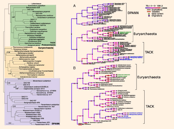 Left: a rooted tree of the Archaea. Right: an ML (maximum likelihood) reconstruction of archaeal gene family evolution; the analysis was performed with (A) and without (B) the inclusion of the DPANN (Diapherotrites, Parvarchaeota, Aenigmarchaeota, Nanoarchaeota, Nanohaloarchaea) lineages. Image credit: Williams et al, doi: 10.1073/pnas.1618463114.