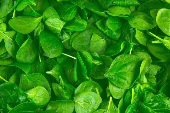Spinach (Spinacia oleracea). Image credit: George Hodan.