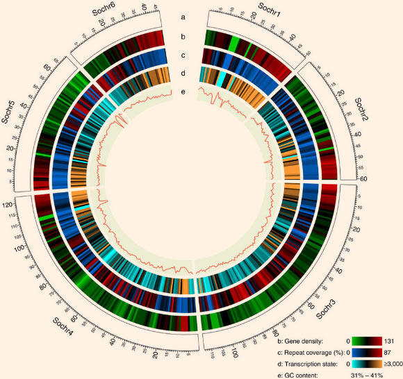 Spinach genome landscape: (a) ideogram of the six spinach pseudochromosomes (in Mb scale); (b) gene density represented as number of genes per Mb; (c) percentage of coverage of repeat sequences per Mb; (d) transcription state. The transcription level was estimated by read counts per million mapped reads in 1-Mb windows; (e) GC content in 1-Mb windows. The six spinach pseudochromosomes represented 47% of the genome assembly. Image credit: Xu et al, doi: 10.1038/ncomms15275.