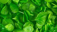 Spinach (Spinacia oleracea). Image credit: George Hodan.