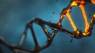 CRISPR-Cas9 gene editing can cause hundreds of unintended mutations. Image credit: Lisichik.