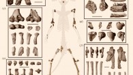 Skeleton composite of Torrejonia wilsoni: most elements of the composite skeleton are in ventral view, but some elements are oriented differently to better illustrate articular surfaces. Descriptions and orientations of skeletal elements organized from left to right and then from top to bottom: (a) cranial fragment of R frontal in dorsal, left lateral, right lateral views; cranial fragment of parietals in dorsal, ventral views; (b) R maxilla M1–M3 in occlusal view; L maxilla P4, M2-M3 in occlusal view; R dentary p2–m2 in buccal, lingual, occlusal views; (c) R distal humerus in ventral, dorsal, distal views; R distal radial epiphysis in distal view; R proximal radius in proximal, ventral, lateral, dorsal, medial views; R proximal ulna in ventral, lateral, dorsal, medial views; (d) R scapula fragment in ventral, lateral, dorsal views; L proximal humerus in proximal, ventral, lateral, dorsal, medial views; (e) R partial astragalus in dorsal, lateral, plantar, medial, proximal, distal views; R calcaneus in dorsal, lateral, plantar, medial, proximal, distal views; R cuboid in dorsal, lateral, plantar, medial, proximal, distal views; (f) R partial innominate in ventral, lateral, dorsal, medial views; concretion with proximal femora and L tibia with L proximal femur in ventral view, R proximal femur in ventral view; R tibia in ventral, lateral, dorsal, medial, distal views; L distal femur in ventral, lateral, dorsal, medial, distal views. Scale bars - 1 cm. Image credit: Chester et al, doi: 10.1098/rsos.170329.