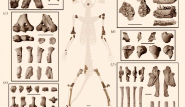 Skeleton composite of Torrejonia wilsoni: most elements of the composite skeleton are in ventral view, but some elements are oriented differently to better illustrate articular surfaces. Descriptions and orientations of skeletal elements organized from left to right and then from top to bottom: (a) cranial fragment of R frontal in dorsal, left lateral, right lateral views; cranial fragment of parietals in dorsal, ventral views; (b) R maxilla M1–M3 in occlusal view; L maxilla P4, M2-M3 in occlusal view; R dentary p2–m2 in buccal, lingual, occlusal views; (c) R distal humerus in ventral, dorsal, distal views; R distal radial epiphysis in distal view; R proximal radius in proximal, ventral, lateral, dorsal, medial views; R proximal ulna in ventral, lateral, dorsal, medial views; (d) R scapula fragment in ventral, lateral, dorsal views; L proximal humerus in proximal, ventral, lateral, dorsal, medial views; (e) R partial astragalus in dorsal, lateral, plantar, medial, proximal, distal views; R calcaneus in dorsal, lateral, plantar, medial, proximal, distal views; R cuboid in dorsal, lateral, plantar, medial, proximal, distal views; (f) R partial innominate in ventral, lateral, dorsal, medial views; concretion with proximal femora and L tibia with L proximal femur in ventral view, R proximal femur in ventral view; R tibia in ventral, lateral, dorsal, medial, distal views; L distal femur in ventral, lateral, dorsal, medial, distal views. Scale bars - 1 cm. Image credit: Chester et al, doi: 10.1098/rsos.170329.