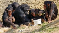 Chimpanzees share the human capacity to build on the knowledge of others. Image credit: Marcel Langthim.
