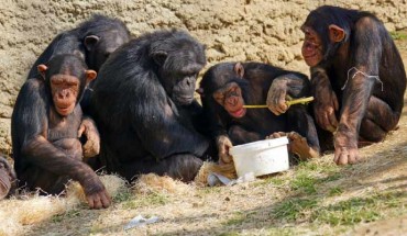 Chimpanzees share the human capacity to build on the knowledge of others. Image credit: Marcel Langthim.