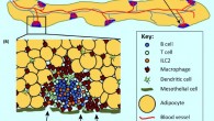 Structure of milky spots in the omentum. (A) schematic of whole omentum in mice; the omentum is a thin strip of fat (yellow) that is covered by a layer of mesothelial cells (green); milky spots (MSs, blue) are located just beneath the mesothelial layer embedded between adipocytes; the omentum is well vascularized with an extensive network of capillaries (not shown), which connect to a large central blood vessel (red), running between the adipocytes; blood vessels also connect to the MSs and form a glomerulus-like knot of blood vessels in the lymphoid clusters; a large central lymphatic vessel (light blue) runs down the center of the omentum and branches from this vessel lead to MSs as well as to areas of the omentum that lack MSs; the human omentum is much larger and resembles an apron hanging in front of the abdomen, but also contains MSs. (B) structure of MS; MSs are loose collections of leukocytes embedded between adipocytes (yellow) just beneath the mesothelial layer (green); B cells (blue) form a central cluster, whereas macrophages (brown) and dendritic cells (light green) tend to accumulate around the outside of the MS and are also found individually throughout the omentum; T cells (green circles) and ILCs (orange) can be intermixed with the B cells or may cluster around blood vessels (not shown); cells and antigens are passively collected from the peritoneal cavity through fenestrations in the mesothelial layer by fluid flow or may be actively carried by phagocytic cells like macrophages; cells can also enter the MSs from the blood through HEVs (not shown). Image credit: Selene Meza-Perez & Troy D. Randall, doi: 10.1016/j.it.2017.03.002.