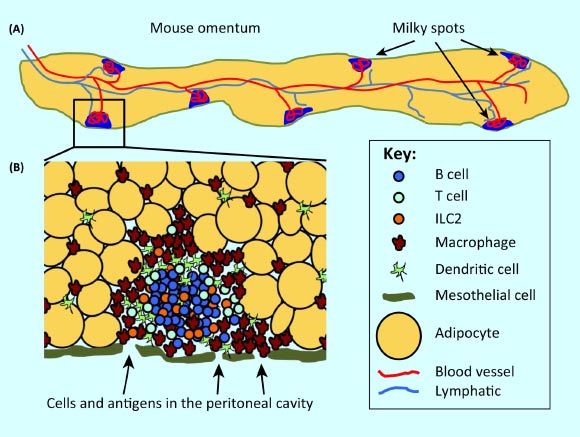 Structure of milky spots in the omentum. (A) schematic of whole omentum in mice; the omentum is a thin strip of fat (yellow) that is covered by a layer of mesothelial cells (green); milky spots (MSs, blue) are located just beneath the mesothelial layer embedded between adipocytes; the omentum is well vascularized with an extensive network of capillaries (not shown), which connect to a large central blood vessel (red), running between the adipocytes; blood vessels also connect to the MSs and form a glomerulus-like knot of blood vessels in the lymphoid clusters; a large central lymphatic vessel (light blue) runs down the center of the omentum and branches from this vessel lead to MSs as well as to areas of the omentum that lack MSs; the human omentum is much larger and resembles an apron hanging in front of the abdomen, but also contains MSs. (B) structure of MS; MSs are loose collections of leukocytes embedded between adipocytes (yellow) just beneath the mesothelial layer (green); B cells (blue) form a central cluster, whereas macrophages (brown) and dendritic cells (light green) tend to accumulate around the outside of the MS and are also found individually throughout the omentum; T cells (green circles) and ILCs (orange) can be intermixed with the B cells or may cluster around blood vessels (not shown); cells and antigens are passively collected from the peritoneal cavity through fenestrations in the mesothelial layer by fluid flow or may be actively carried by phagocytic cells like macrophages; cells can also enter the MSs from the blood through HEVs (not shown). Image credit: Selene Meza-Perez & Troy D. Randall, doi: 10.1016/j.it.2017.03.002.