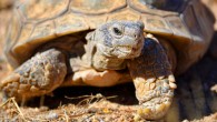 The Mojave desert tortoise (Gopherus agassizii). Image credit: Sandra Leander, Arizona State University.
