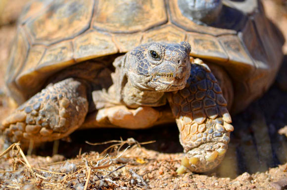 The Mojave desert tortoise (Gopherus agassizii). Image credit: Sandra Leander, Arizona State University.