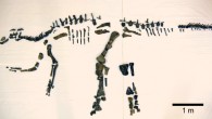 A nearly-complete skeleton of the duck-billed dinosaur Mukawaryu. Image credit: Hobetsu Musem / Hokkaido University Museum.