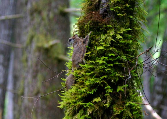 The Humboldt’s flying squirrel (Glaucomys oregonensis), the third-known species of flying squirrel in North America and the 45th known species of flying squirrel in the world. Image credit: Nick Kerhoulas.