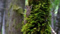 The Humboldt’s flying squirrel (Glaucomys oregonensis), the third-known species of flying squirrel in North America and the 45th known species of flying squirrel in the world. Image credit: Nick Kerhoulas.