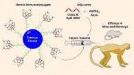 The anti-heroin vaccine candidate is effective in mice and rhesus monkeys. Image credit: Bremer et al, doi: 10.1021/jacs.7b03334.