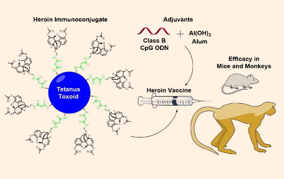 The anti-heroin vaccine candidate is effective in mice and rhesus monkeys. Image credit: Bremer et al, doi: 10.1021/jacs.7b03334.