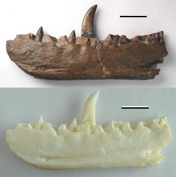 The jawbone of Megalosaurus bucklandii and 3D printed replica. Scale bars - 5 cm. Image credit: Wilson et al.