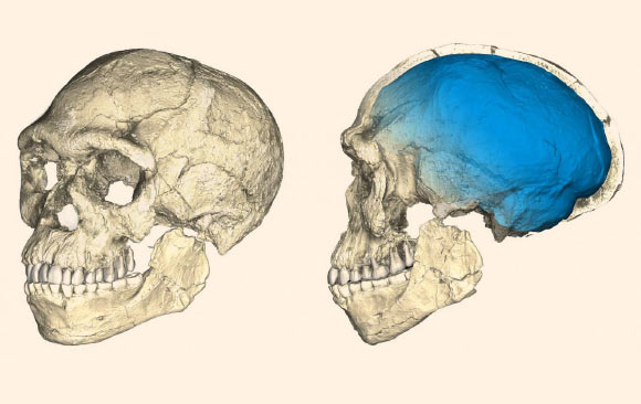 A composite reconstruction of the earliest known Homo sapiens fossils from Jebel Irhoud, based on microcomputed tomographic scans of multiple original fossils. Dated to 315,000 years ago, these early Homo sapiens already have a modern-looking face that falls within the variation of humans living today. However, the archaic-looking virtual imprint of the braincase (blue) indicates that brain shape, and possibly brain function, evolved within the Homo sapiens lineage. Image credit: Philipp Gunz, MPI EVA Leipzig.