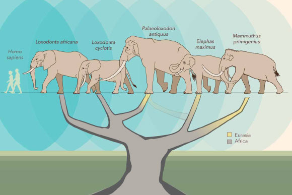 A study by Meyer et al reconfigures the elephant family tree, placing the straight-tusked elephant (Palaeoloxodon antiquus) closer to the African forest elephant (Loxodonta cyclotis), than to the Asian elephant (Elephas maximus), which was once thought to be its closest living relative. Image credit: Asier Larramendi Eskorza / Julie McMahon.