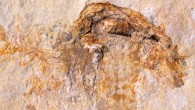 The gilled mushroom Gondwanagaricites magnificus lived during the Early Cretaceous, a time of dinosaurs when Gondwana was breaking apart. Image credit: Heads et al, doi: 10.1371/journal.pone.0178327.
