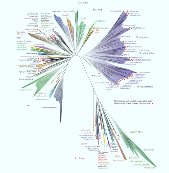 A 2016 representation of the tree of life. Image credit: Laura A. Hug et al, doi: 10.1038/nmicrobiol.2016.48.