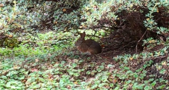 The Suriname lowland forest cottontail (Sylvilagus parentum). Image credit: UOL / IUCN.