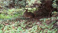 The Suriname lowland forest cottontail (Sylvilagus parentum). Image credit: UOL / IUCN.