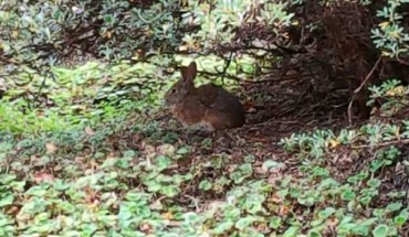 The Suriname lowland forest cottontail (Sylvilagus parentum). Image credit: UOL / IUCN.