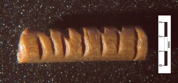 Tubular bone rod discovered during the 2011 field season in Pod Hradem Cave. Image credit: Nejman et al.