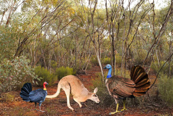 A reconstruction of Progura gallinacea (right), alongside a kangaroo and modern bush turkey (Alectura lathami). Image credit: Elen Shute / Kim Benson / Tony Rodd / Aaron Camens.