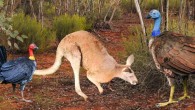 A reconstruction of Progura gallinacea (right), alongside a kangaroo and modern bush turkey (Alectura lathami). Image credit: Elen Shute / Kim Benson / Tony Rodd / Aaron Camens.