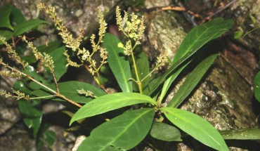 Zhang et al used the leaves’, stems’, and roots’ extract of the willow-leaved justicia (Justicia gendarussa). Image credit: University of Illinois at Chicago.