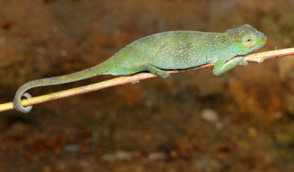 The Rugege highlands forest chameleon (Kinyongia rugegensis). Image credit: Eli Greenbaum.