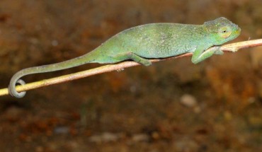 The Rugege highlands forest chameleon (Kinyongia rugegensis). Image credit: Eli Greenbaum.
