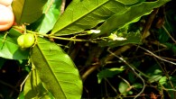 Carpolobia lutea. Image credit: International Institute of Tropical Agriculture.