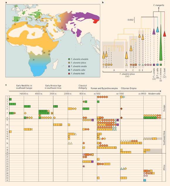 Spatio-temporal representation of cat maternal genealogies: (a) map showing the present-day distribution of Felis silvestris with the geographic range of each subspecies; (b) tree of mtDNA lineages observed in the ancient samples and in modern wild and domestic cats; (c) spatio-temporal depiction of ancient cat haplotypes as depicted with symbols from the tree in (b); rows represent the approximate geographic provenance of the samples as reported in the map in a whereas the columns pertain to chronological periods, the limits of which were selected to separate the prehistoric and historical periods evenly, to unambiguously assign each sample to a single bin and to take historic events into account that could have affected human-cat interactions, as indicated on the timeline above; a dot inside the symbols indicates AMS-radiocarbon-dated samples; dashed lines inside the symbols indicate incomplete mtDNA profiles; Near Eastern modern wildcats are indicated by grey-shaded bins. Numbers in (a) and in (c) represent the approximate geographic locations of the sites from which the samples are derived. Image credit: Ottoni et al, doi: 10.1038/s41559-017-0139.
