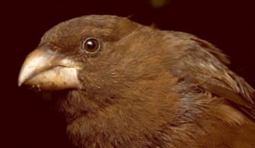 The São Tomé grosbeak (Crithagra concolor). Image credit: Alexandre Vaz / Melo et al, doi: 10.1111/ibi.12466.