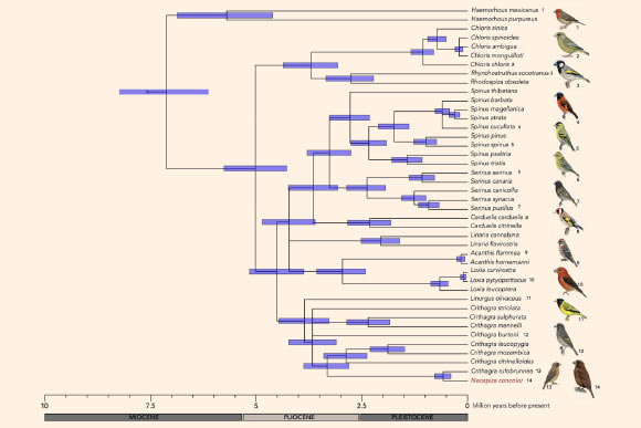 Chronogram of fringillid finches, based on five genetic markers. Image credit: Melo et al, doi: 10.1111/ibi.12466.
