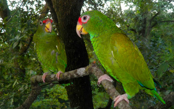 Male (right) and female paratypes of the blue-winged amazon (Amazona gomezgarzai). Image credit: T. Silva et al, doi: 10.7717/peerj.3475.
