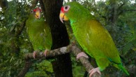 Male (right) and female paratypes of the blue-winged amazon (Amazona gomezgarzai). Image credit: T. Silva et al, doi: 10.7717/peerj.3475.