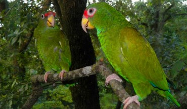 Male (right) and female paratypes of the blue-winged amazon (Amazona gomezgarzai). Image credit: T. Silva et al, doi: 10.7717/peerj.3475.