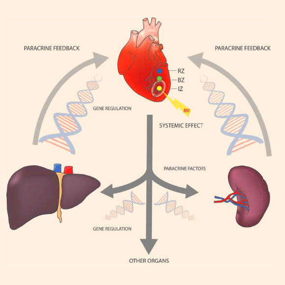 A variety of organ systems are involved in the coordination of the organism’s response to myocardial infarction by the production and release of paracrine factors; for initiation of this paracrine feedback loops a variety of transcription factors are regulated in different organs. Image credit: Zimmermann et al, doi: 10.18632/oncotarget.17955.