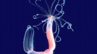 The starlet sea anemone (Nematostella vectensis). Image credit: Sinigaglia et al / University of Vienna.