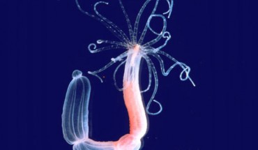 The starlet sea anemone (Nematostella vectensis). Image credit: Sinigaglia et al / University of Vienna.