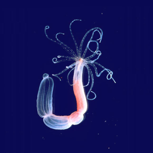 The starlet sea anemone (Nematostella vectensis). Image credit: Sinigaglia et al / University of Vienna.