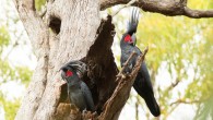 Male palm cockatoo (Probosciger aterrimus) drumming on a hollow tree with a manufactured ‘drumstick.’ Image credit: Christina Zdenek.