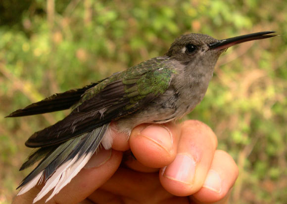 A young male of the dry-forest sabrewing (Campylopterus calcirupicola) captured in the Fazenda Corredor, municipality of Bocaiúva, Minas Gerais, Brazil. Image credit: Leonardo Esteves Lopes.