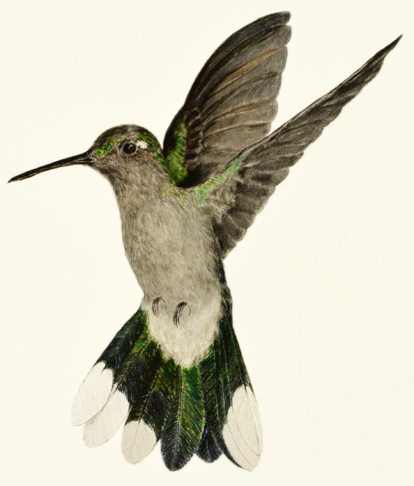 The dry-forest sabrewing (Campylopterus calcirupicola). Watercolor painting by Walter Gam.